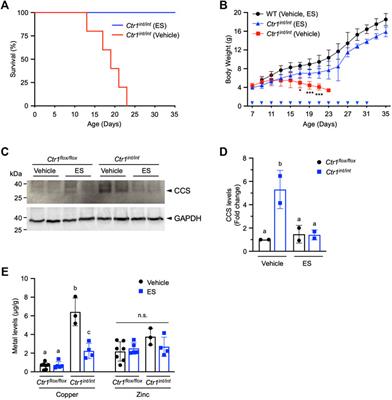 Oral Elesclomol Treatment Alleviates Copper Deficiency in Animal Models